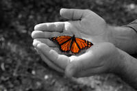 Hands holding an orange butterfly